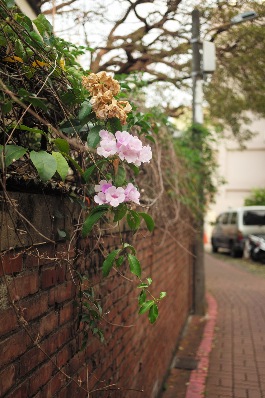 台湾　台南　路地裏（255）