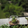 静物
