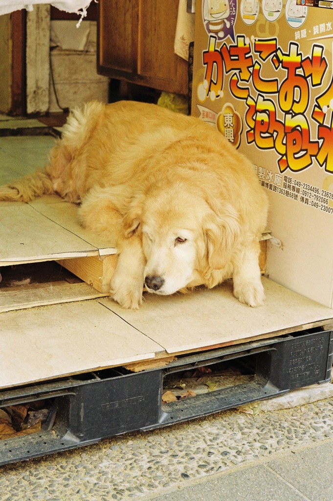 台湾 台南 店番の犬 