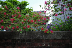 散歩写真
