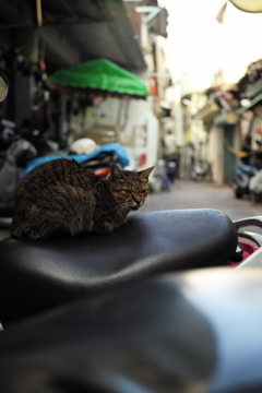 台湾台南路地裏の猫（11）