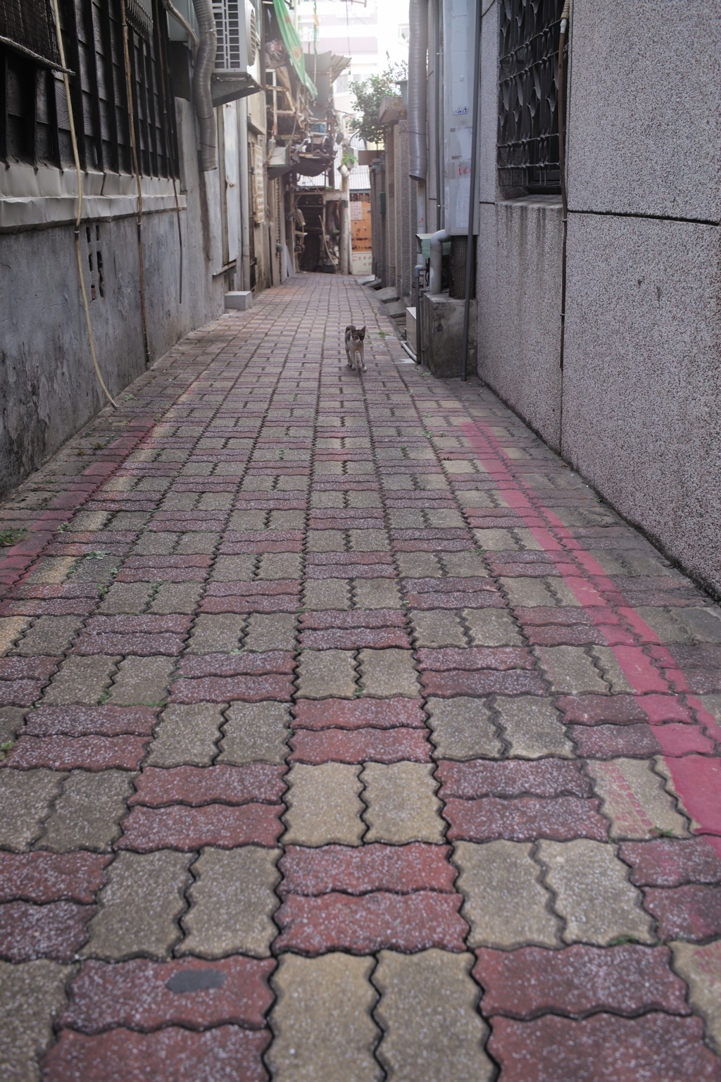 台湾　台南　路地裏の猫（16）