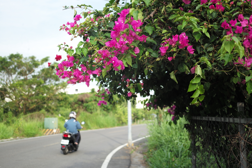 花とバイク