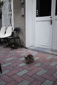 台湾　台南　路地裏の猫（19）