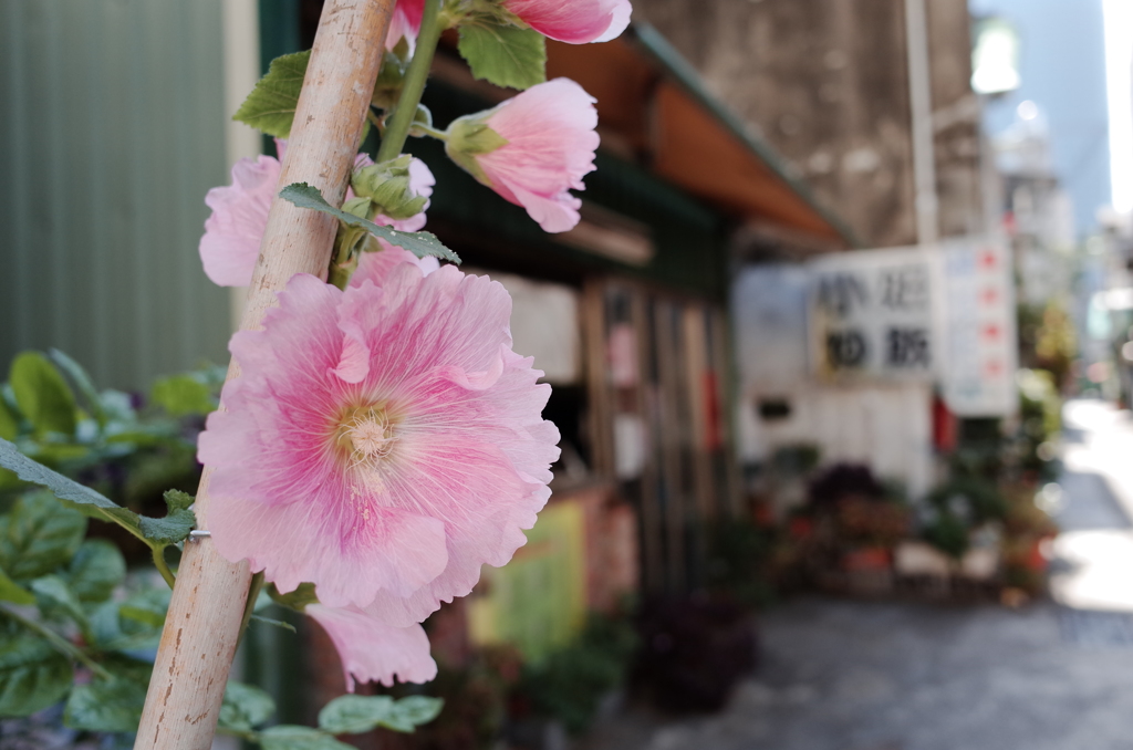 路地裏の花