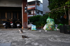 台南スナップ
