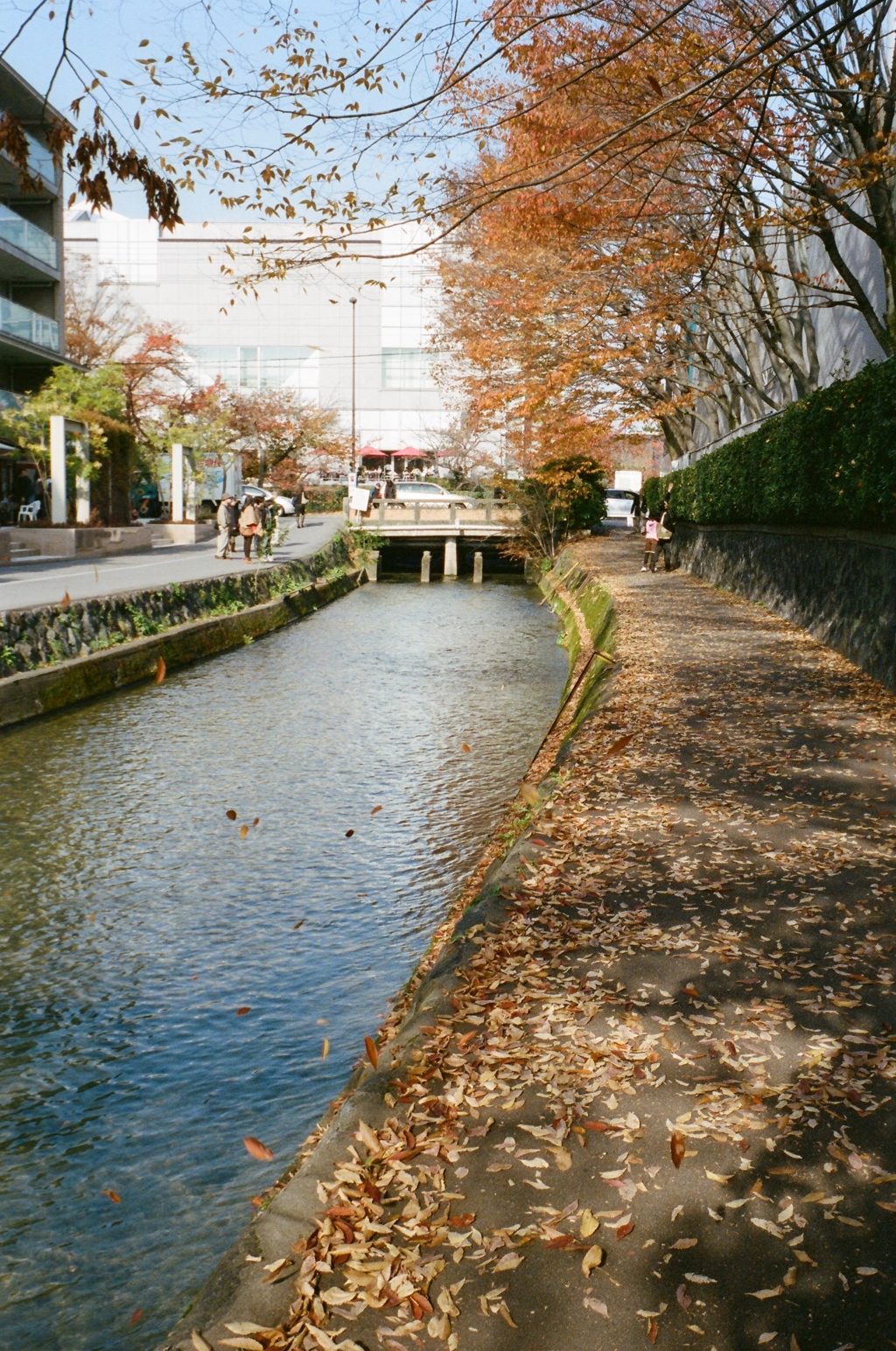 京都　白川沿い