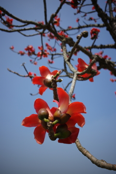 木綿花01