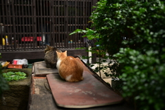 台南スナップ