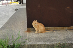 台南スナップ