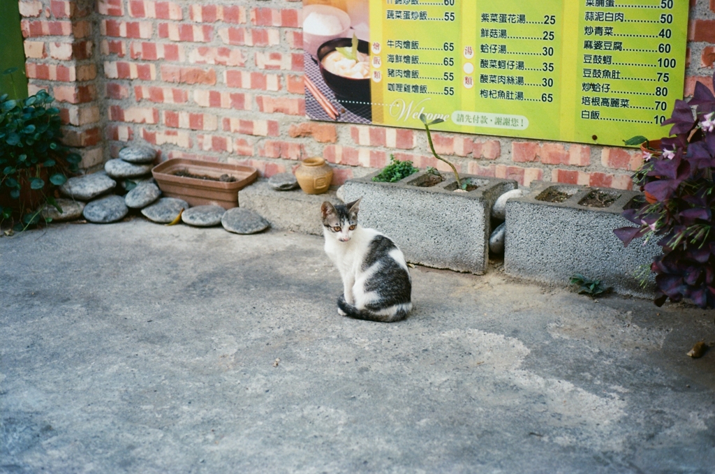 台湾台南路地裏の猫（10）