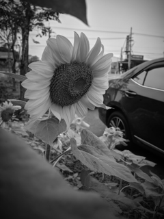 1月のひまわり