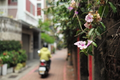 台湾　台南　路地裏（357）