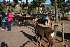 奈良スナップ