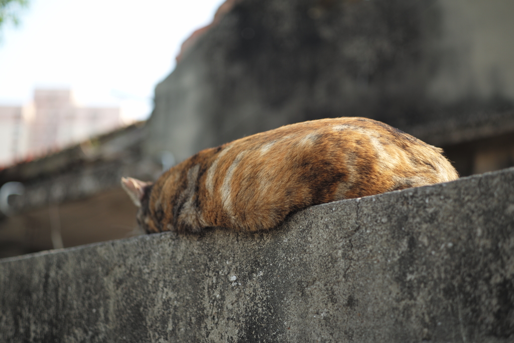 なまこねこ