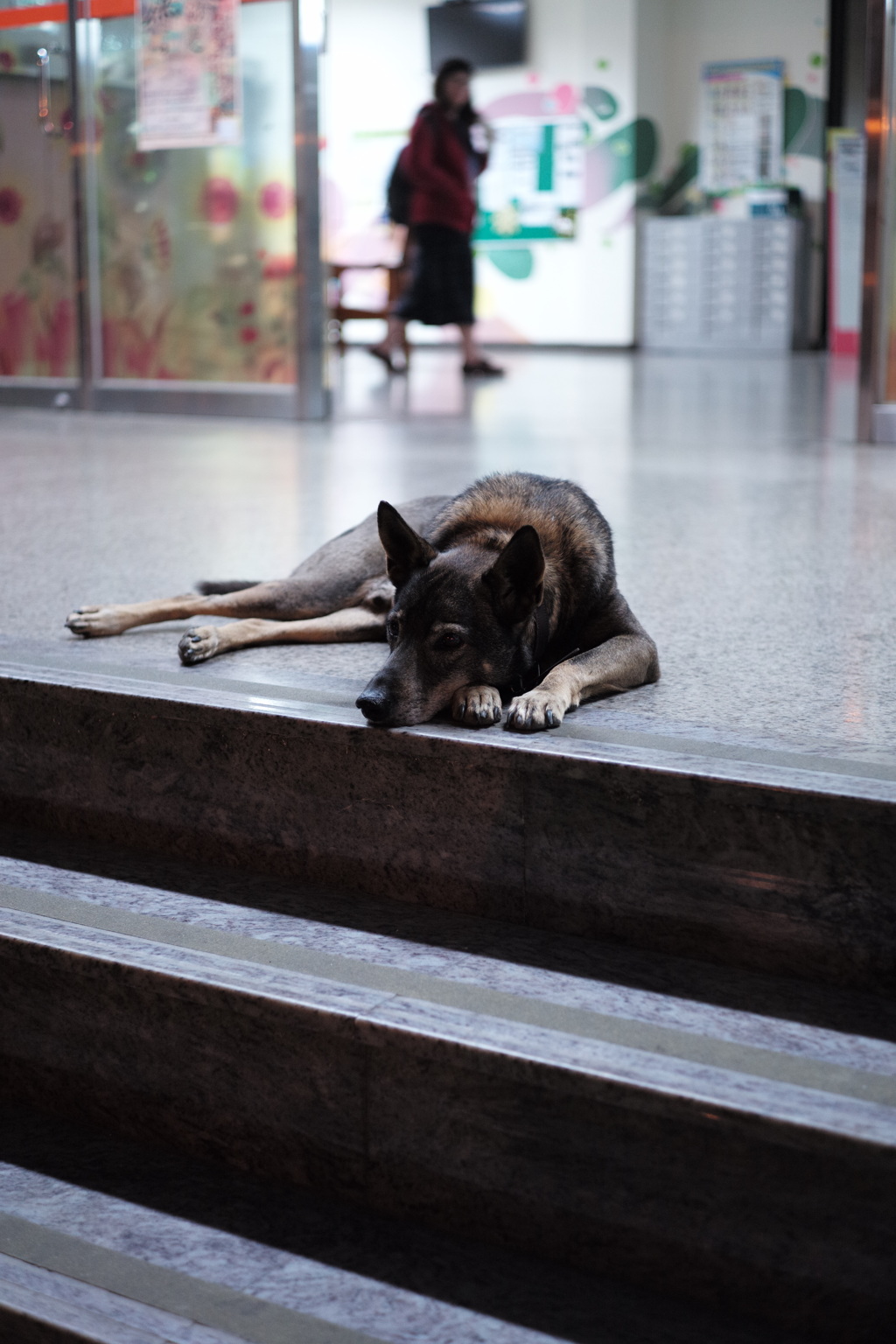 台湾　台南　夜の野良犬５