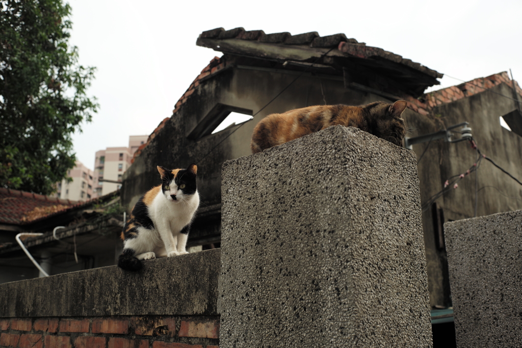 猫と廃屋７