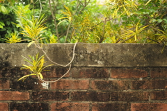 散歩写真