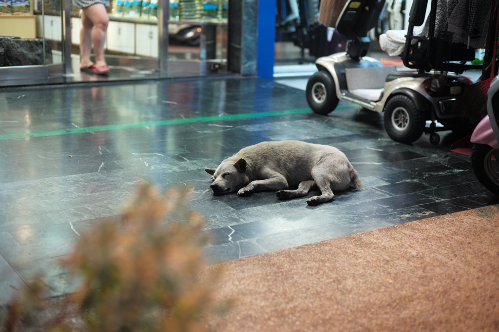 台湾 台南 夜の野良犬４