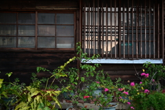 台南スナップ
