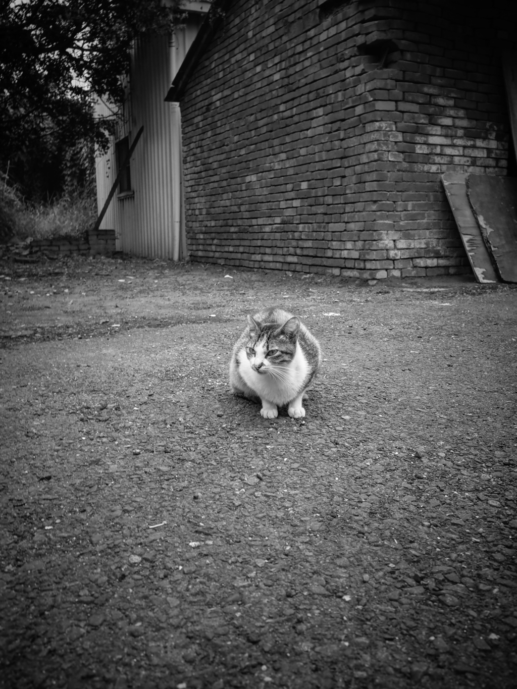 路地裏の猫