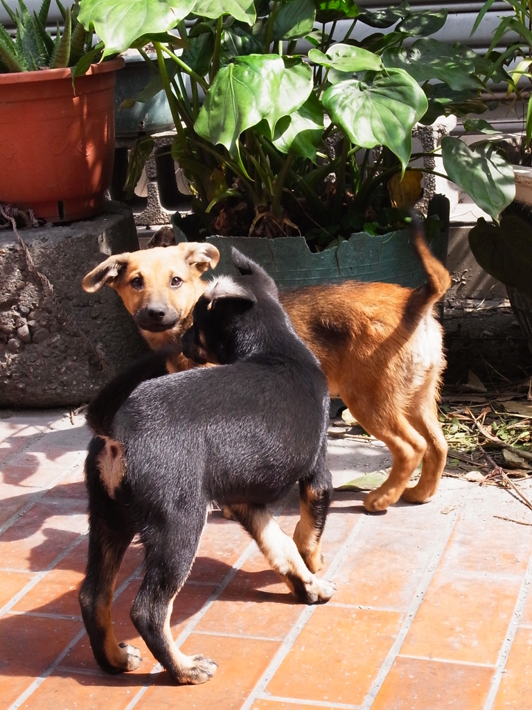 台湾鹿港野良犬