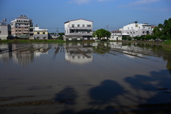 水田　