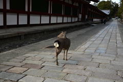 奈良スナップ