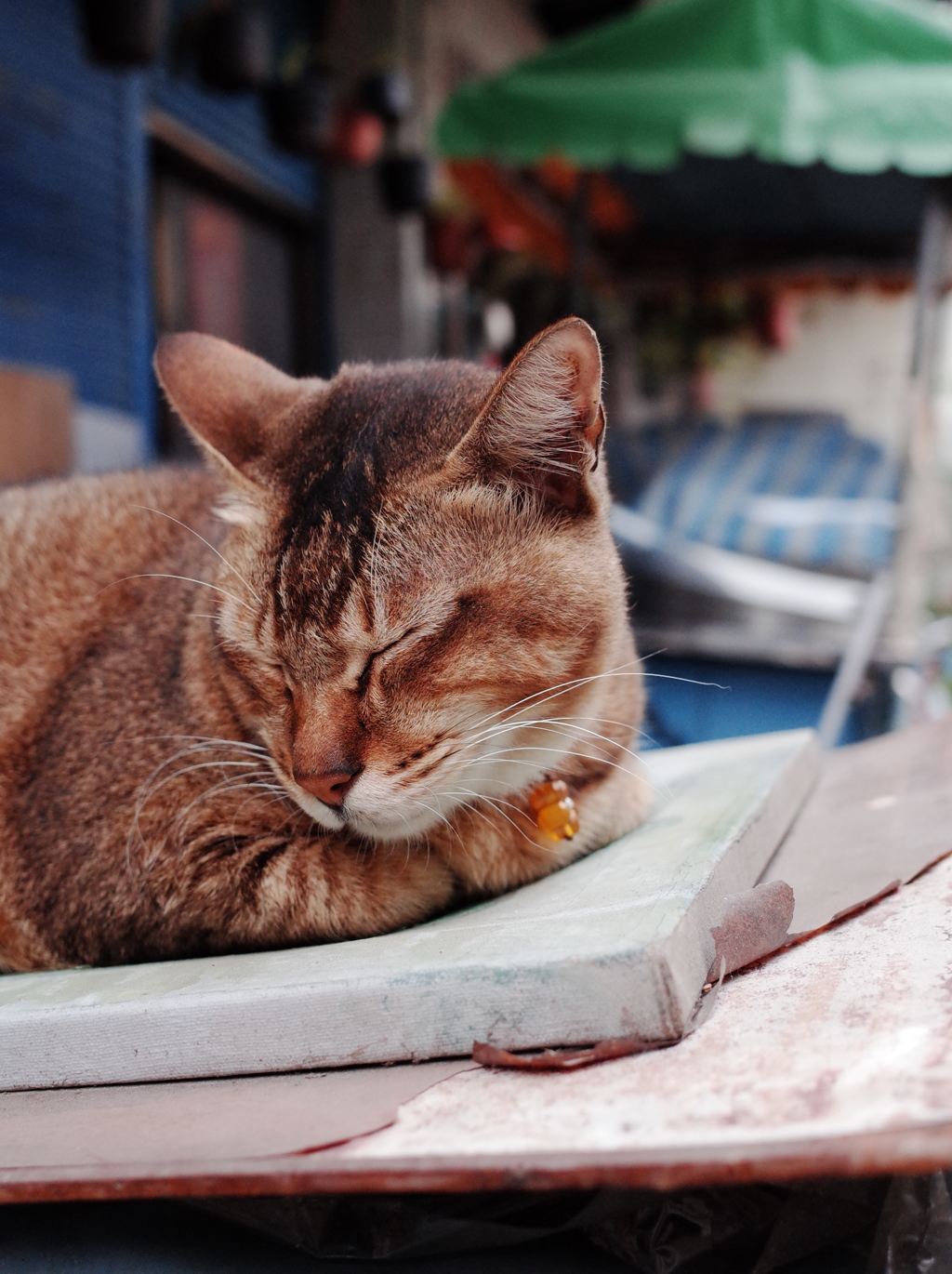 路地裏の猫