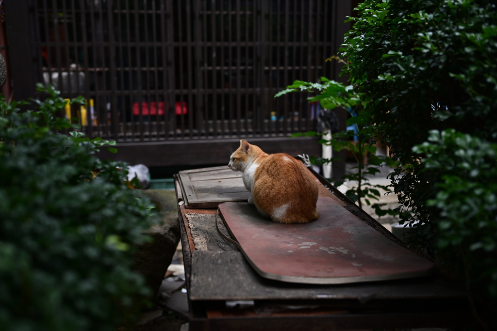 台南スナップ