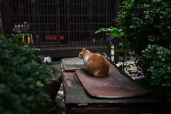 台南スナップ