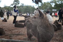 奈良スナップ