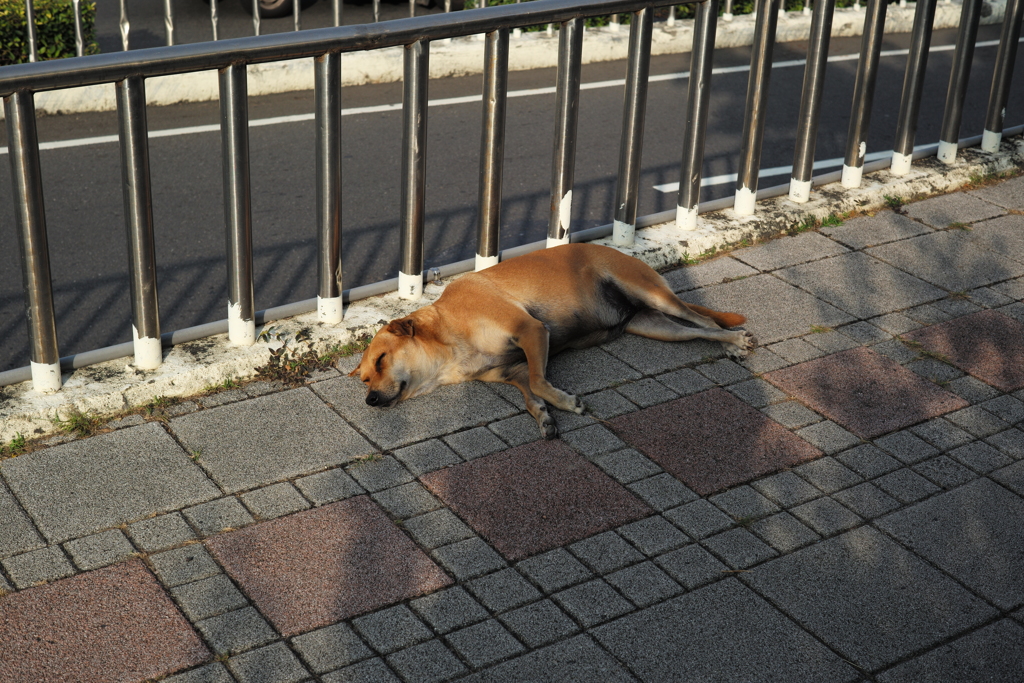 台湾　台南　野良犬②