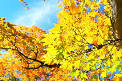 紅葉