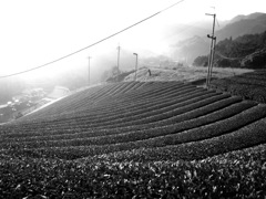 京都 宇治田原の茶畑
