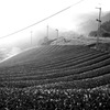 京都 宇治田原の茶畑