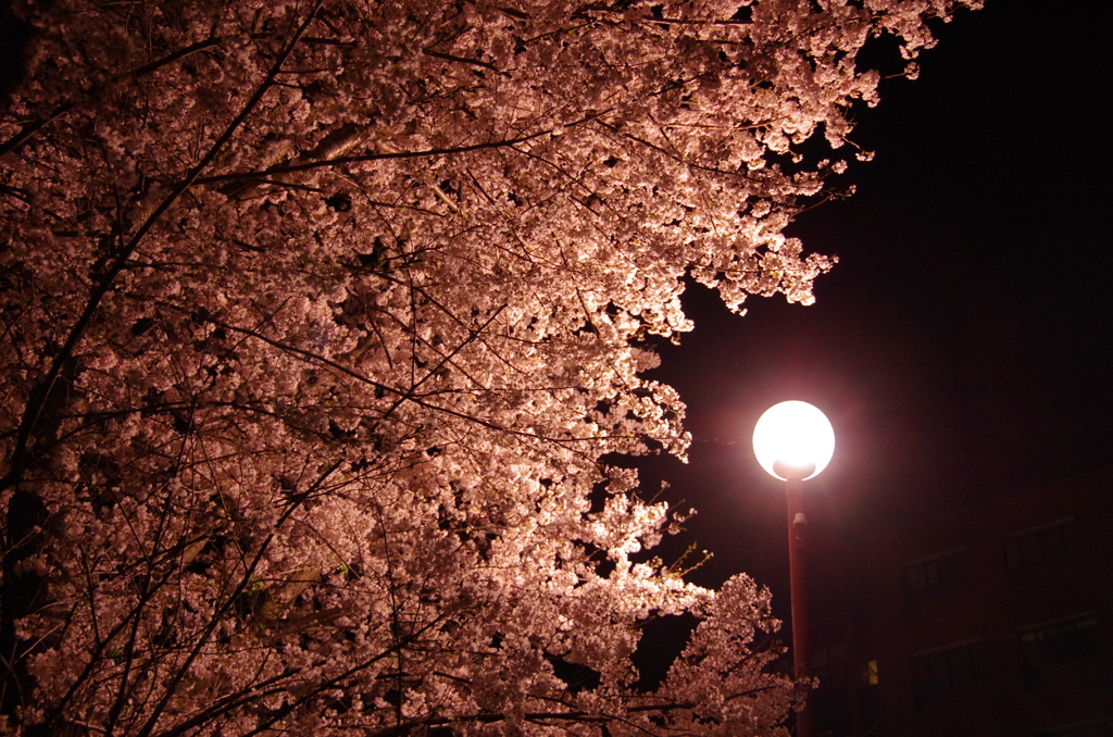 桜花