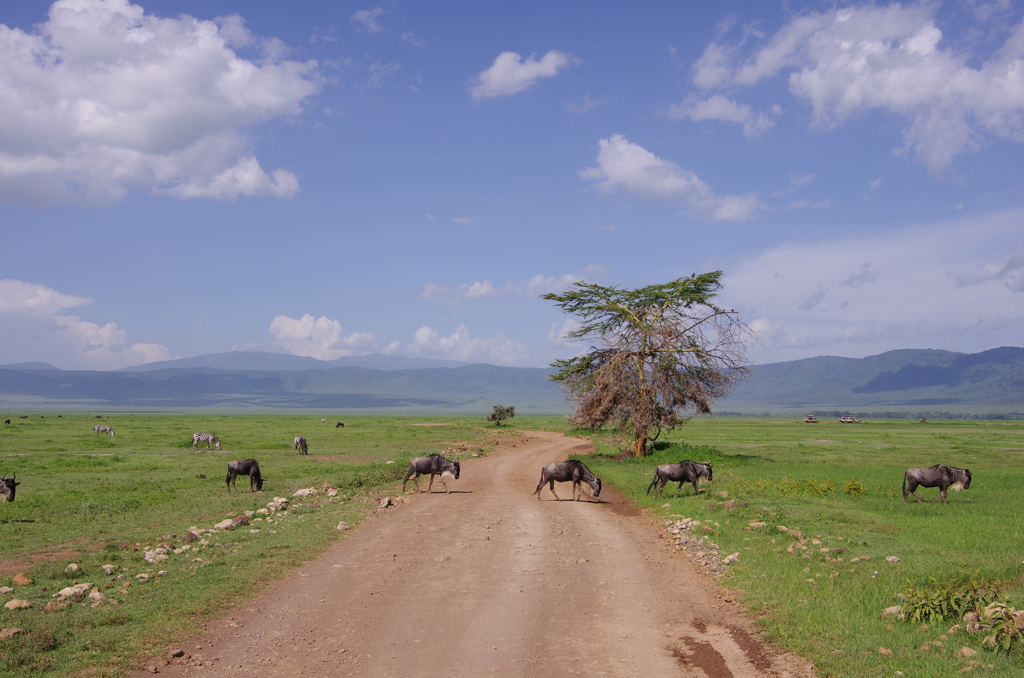Road of Ngorongoro