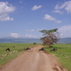 Road of Ngorongoro