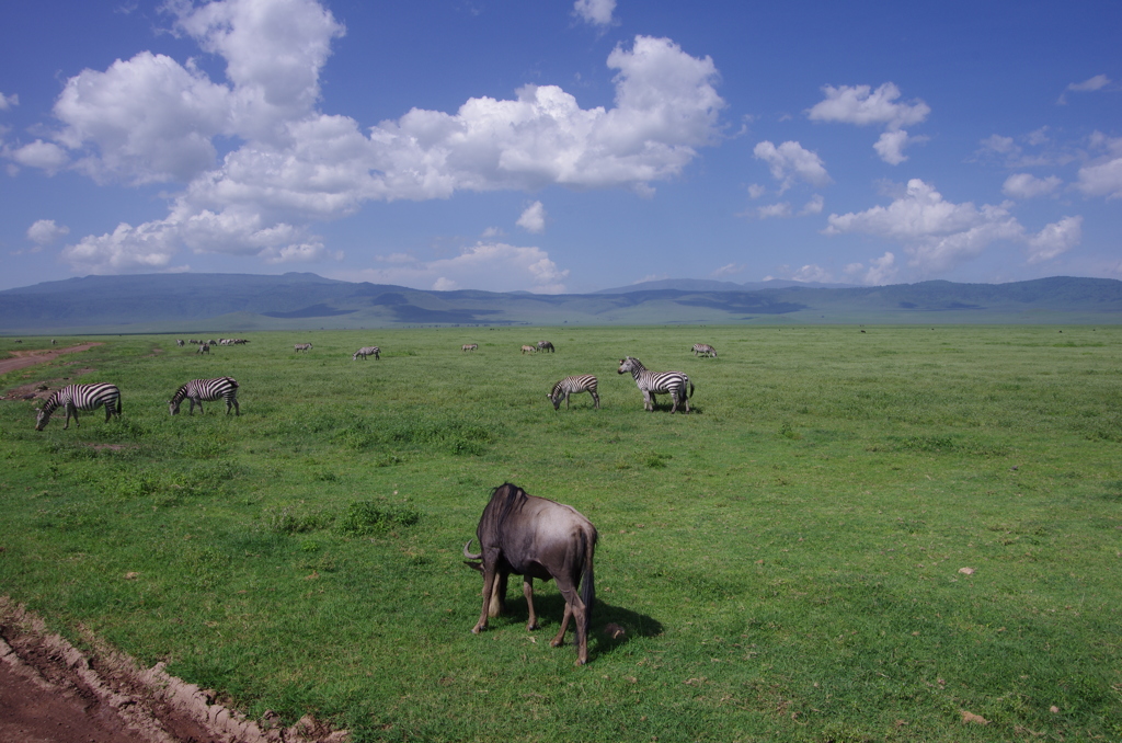 Ngorongoroの空と大地　動物たち