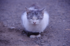 逃げなかった猫