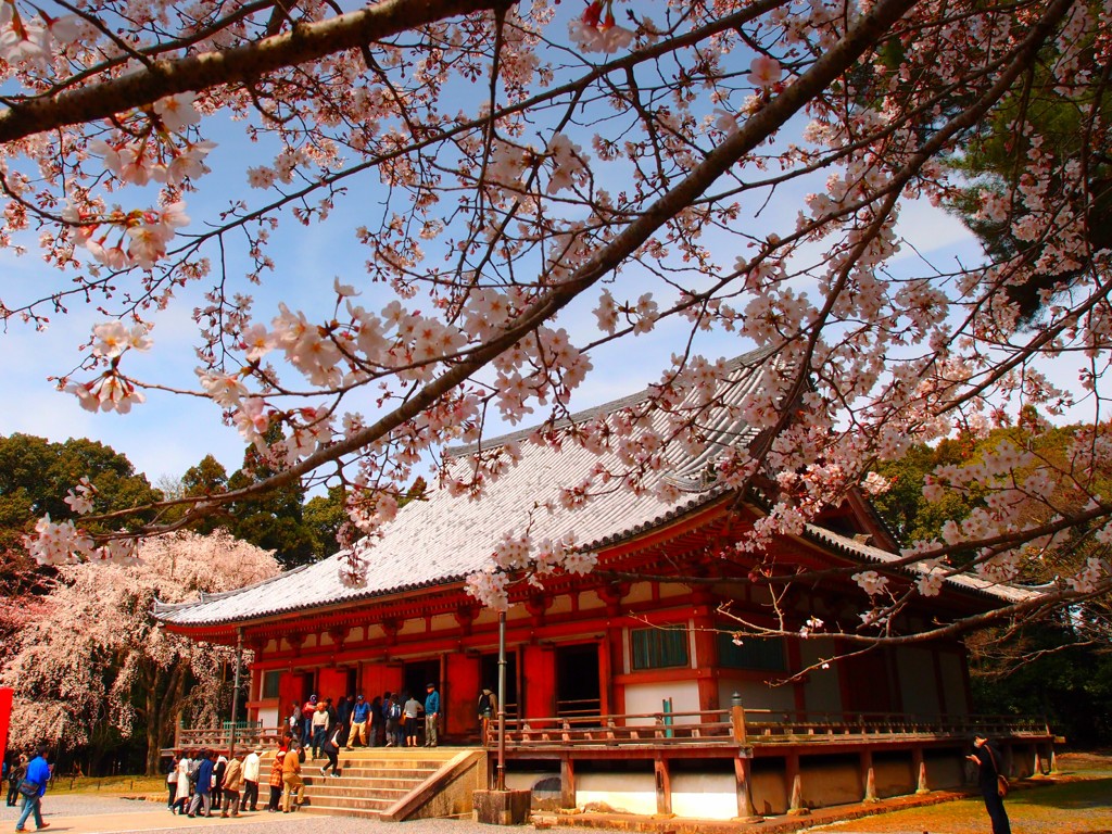 醍醐の桜