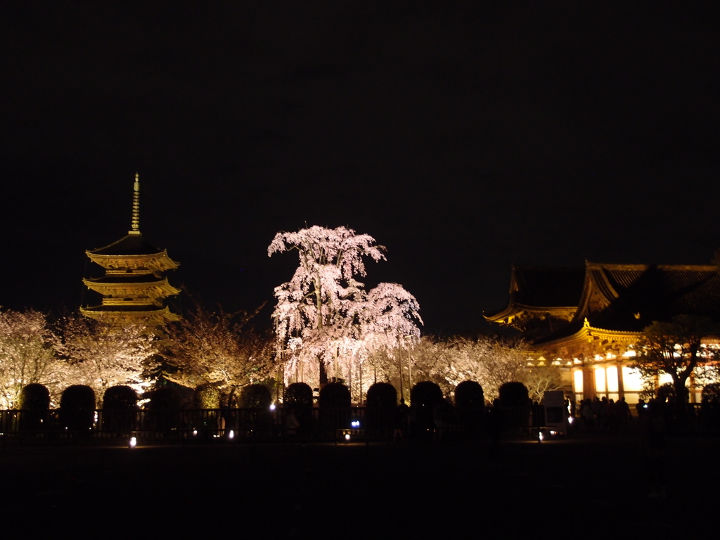 不二桜と東寺