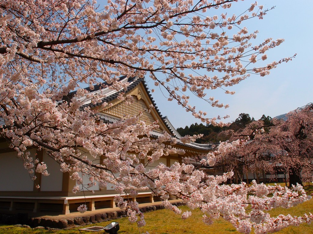 醍醐寺の桜③