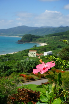 ハイビスカスと海