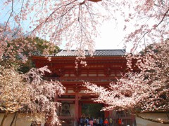 醍醐寺の桜②