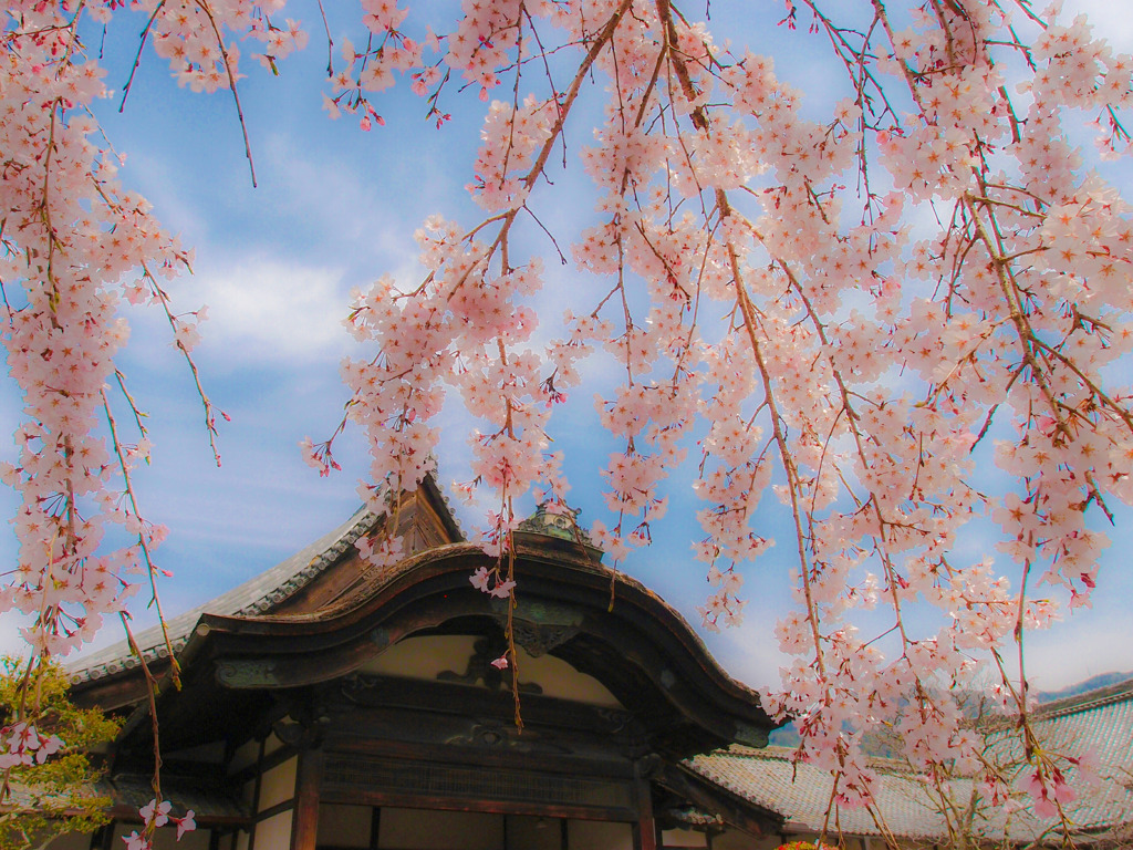 醍醐の桜③