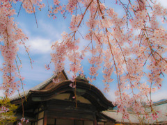 醍醐の桜③