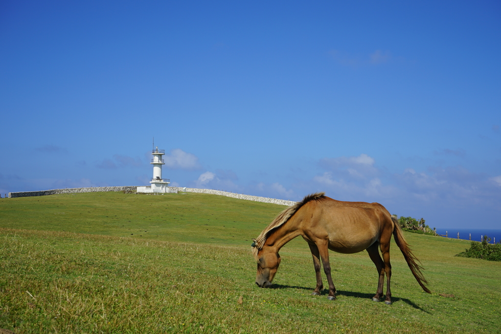東崎と与那国馬