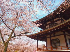 勧修寺 桜②